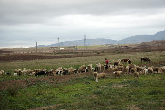 バトナの羊（アルジェリア）