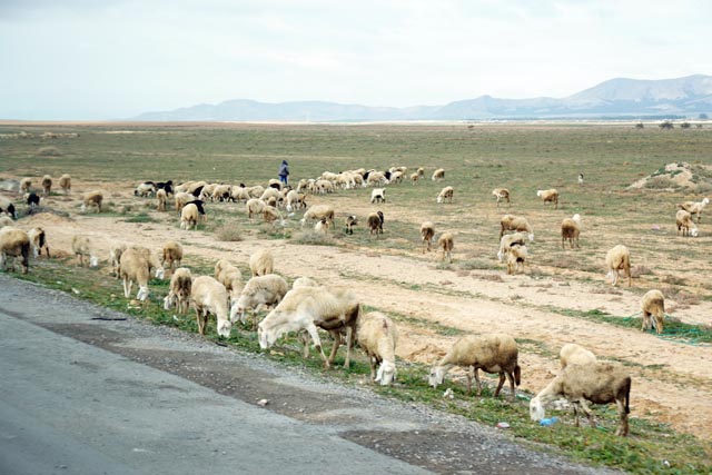アトラス高原の羊（アルジェリア）