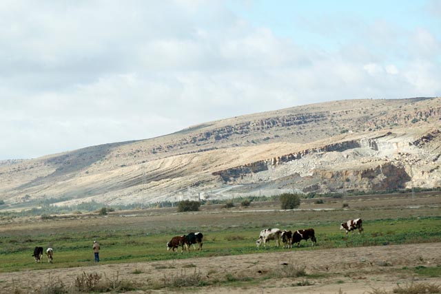 アトラス高原の牛（アルジェリア）