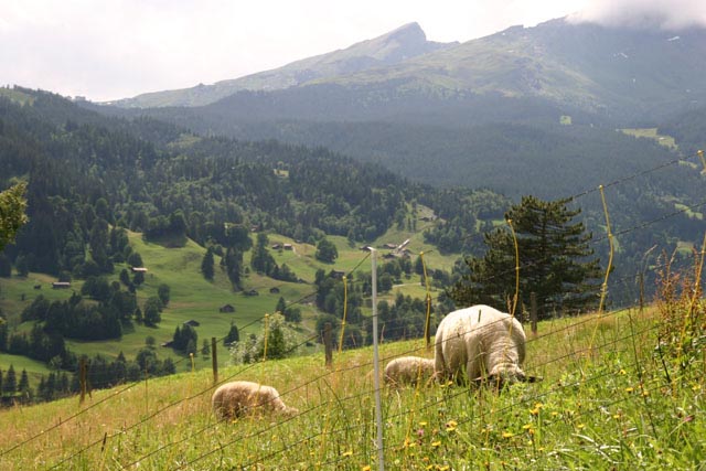 スイス／グレッチャー谷（Glescherchlucht）牧場風景