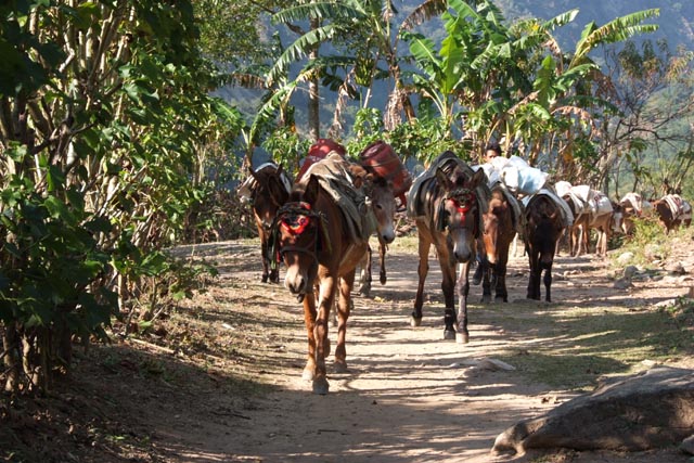 バウンダラで荷を運ぶ馬（horses at Bahundanda/1,310m）