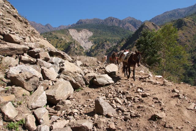 ジャガットで荷を運ぶ馬（horses at Jagat/1,300m）