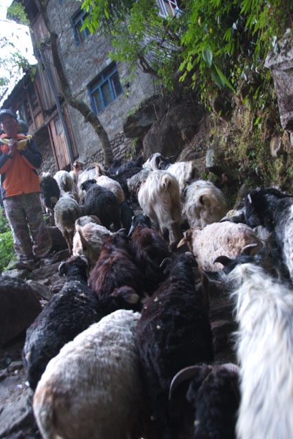 ネパール／チャムジェ（Chamje）で山を下る羊の大群