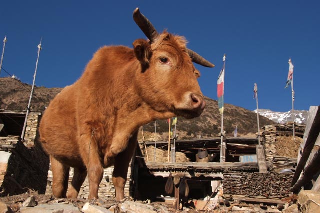 ギャルーの栗毛牛（brown cattle at Ghyaru/3,670m）