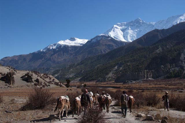 アンナプルナⅡを眺めマナンから下る馬（horses leaving Manang/3,540m toward Annapurna 2）