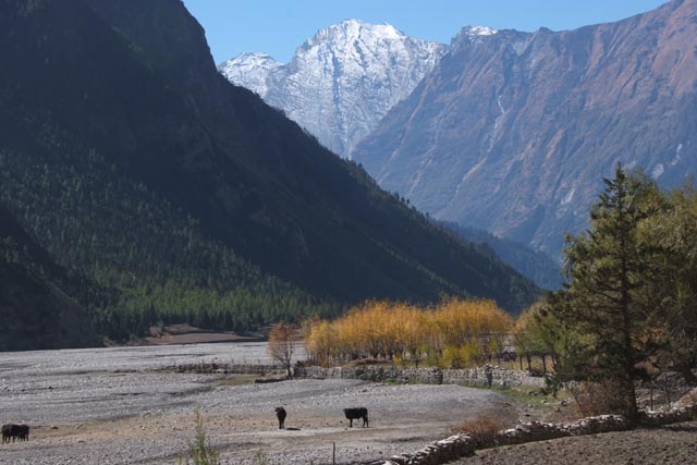 トゥクチェのカリガンダキ川原（Kali Gandaki at Tukuche/2,590m）