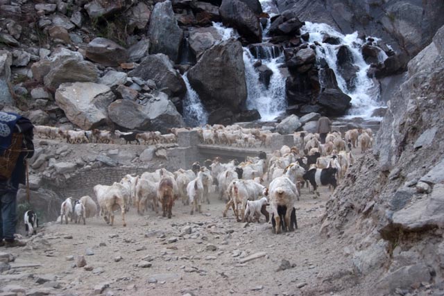 ネパール／ツァーメ（Chame）で山を下る羊の大群