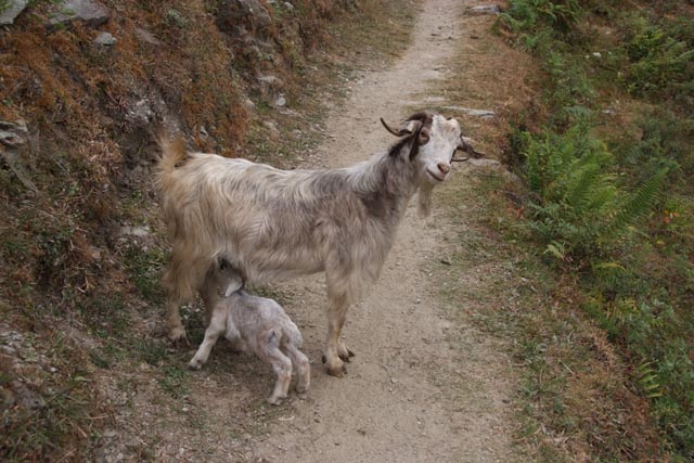 トルカの勇敢な母ヤギ（a brave mother goat at Tolka/1,700m）