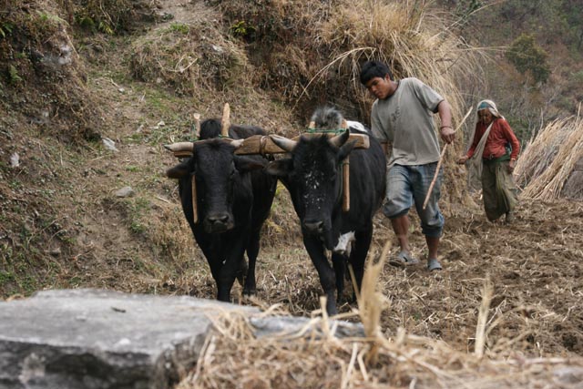 ガンドルン（Ghandruk：1,990m）で働く牛