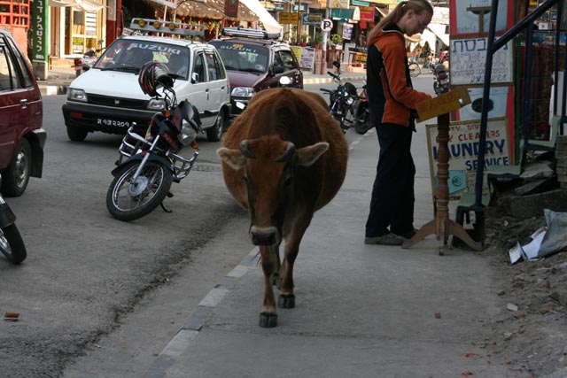 ポカラ（Pokhara）の町を歩く牛