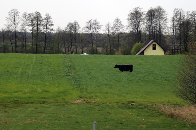 ジェラゾヴァヴォラ（ZelazowaWola）の牛