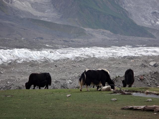 バトゥーラ氷河ヤシュピルト（パキスタン）のヤク