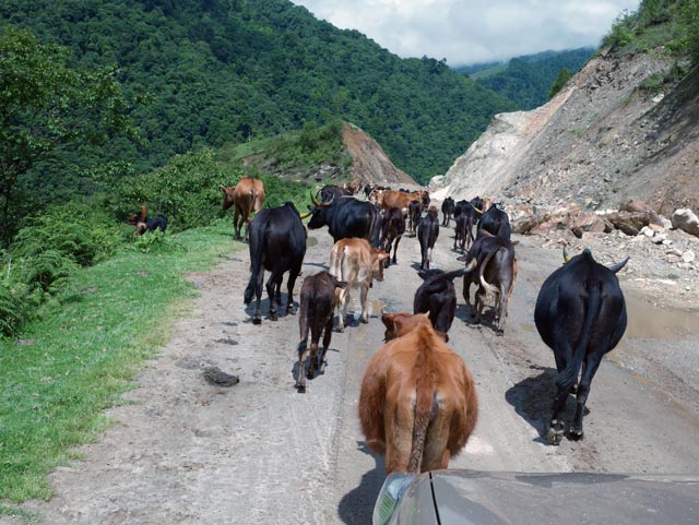 トンサ（Trongsa）の牛