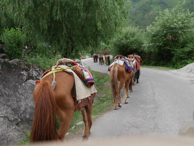 タクツァン僧院（Taktsang Lhakhang）から戻る馬