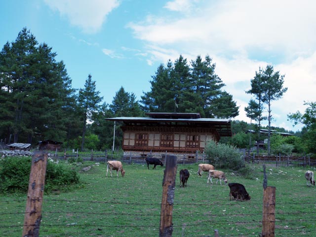 キキラ峠（Kiki La）の牛