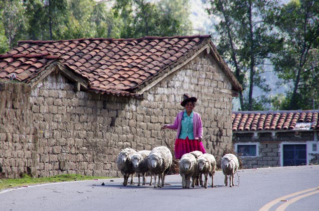 ウルタ峠（Ulta pass）入り口村の羊