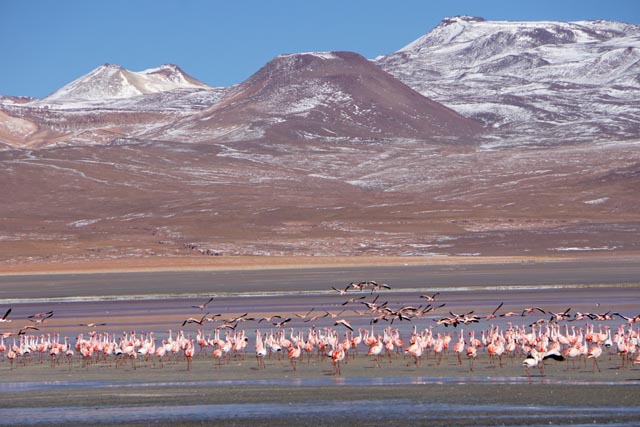 ボリビアのコロラダ湖（Laguna Corolada：4,280m）
