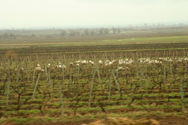 グルジア／カヘチア（Kakheti）のぶどう畑で草を食む羊