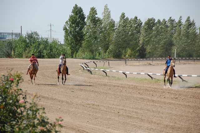 アシハバードのアハルテケ馬（Akha Teke Horses in Ashgabat）