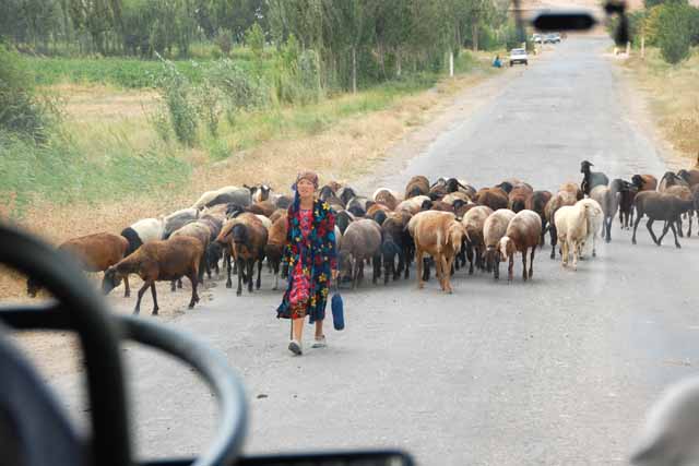ウズベキスタン／通せんぼするサマルカンド（Samarkand）の羊
