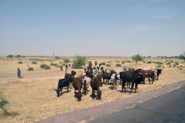 道端で牛の放牧（チャド）