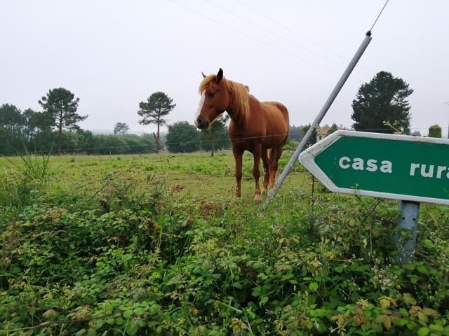 オルデスの馬（スペイン）