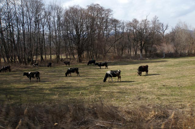 カザンラク（Kazanlak）の牛