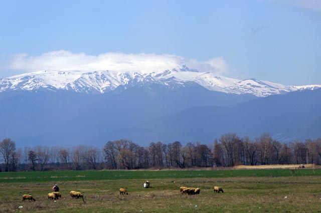 カザンラク（Kazanlak）の羊