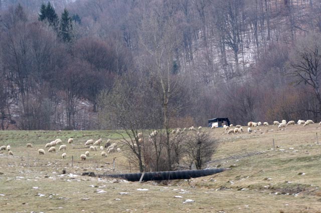 シナイア（Sinaia）の羊