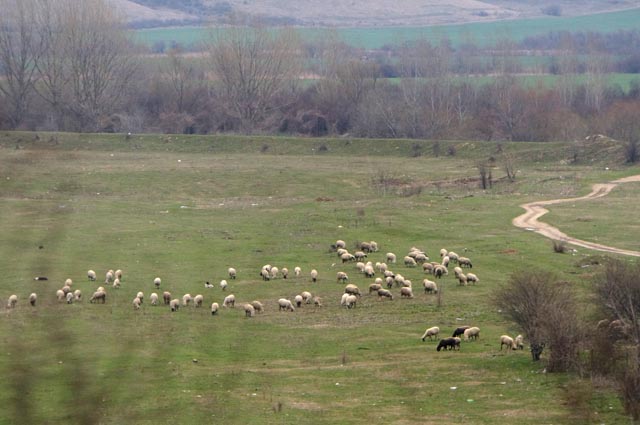 ベリコタルノボ（Veliko Tarnovo）の羊