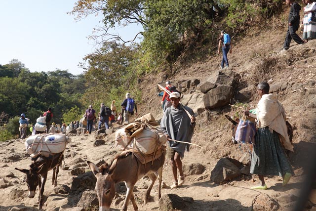 青ナイル滝の山越えロバ（エチオピア）