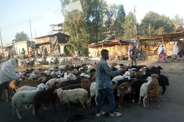 バハルダール郊外の羊（エチオピア）