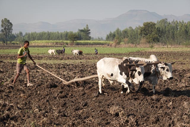 ゴティスアベイで耕す牛（エチオピア）