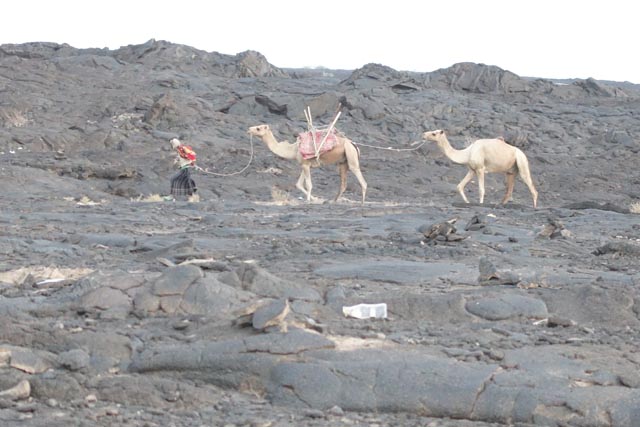 エルタアレ火山に荷揚げするラクダ（エチオピア）