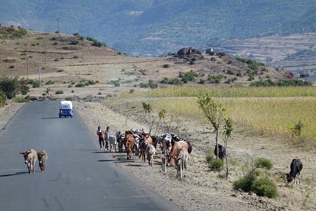 ゴンダール先の牛（エチオピア）