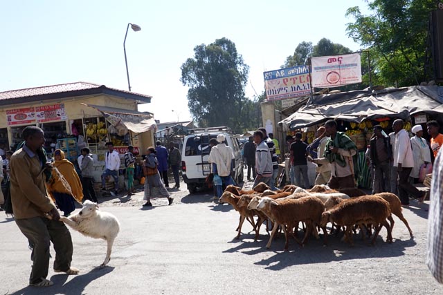 ゴンダール市場に向かう子羊（エチオピア）