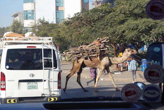 薪運ぶラクダ（エチオピア）