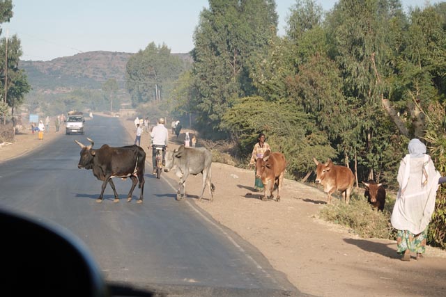 セレクレカの牛（エチオピア）