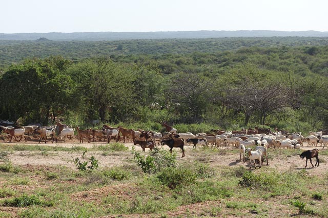 ハマル族の牛とヤギ（エチオピア）