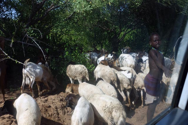 ハマル族の羊（エチオピア）