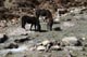 氷河から流れる川で水飲みの馬