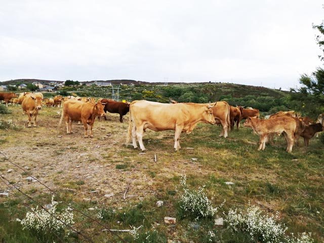 ラバナルの牛（スペイン）