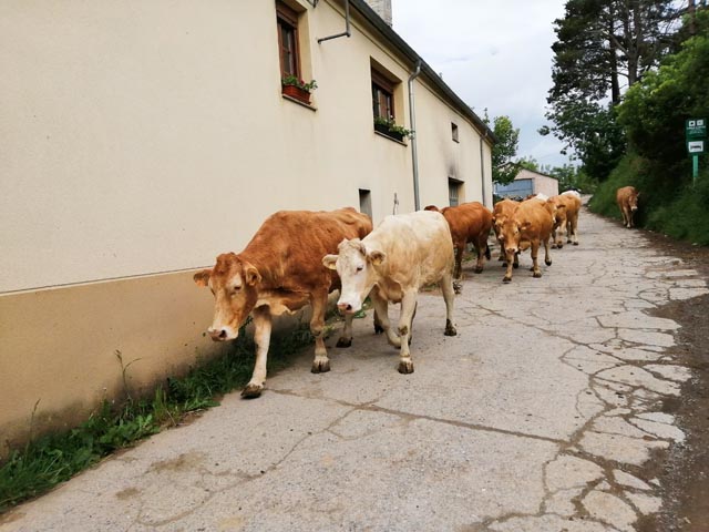 フォンフリアの牛（スペイン）