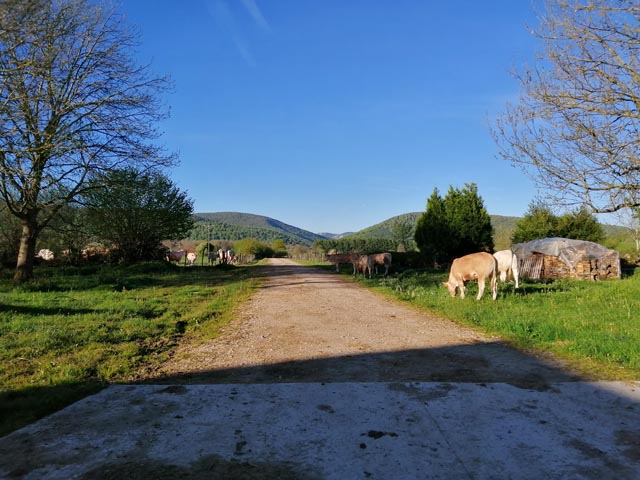 エスピナルの牛（スペイン）