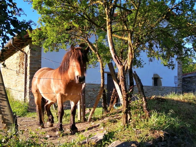 ズブリの馬（スペイン）