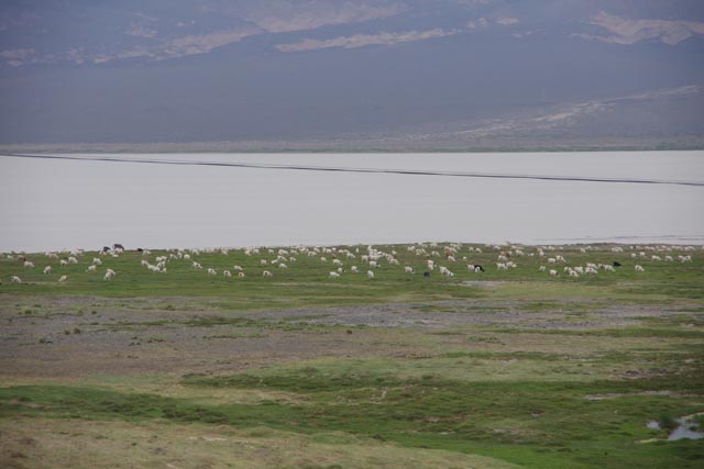 ウイグル／ウルムチ（Urumqi）の羊