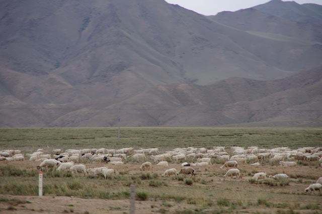 張掖（Zhangye）の羊