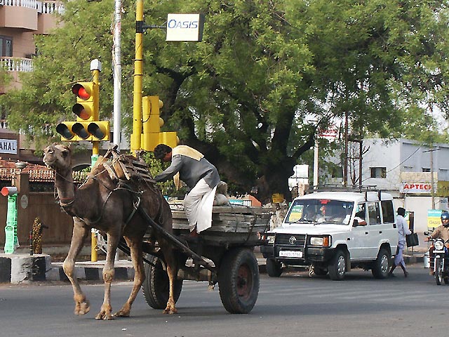 ジャイプール（Jaipur）のヒトコブラクダ車