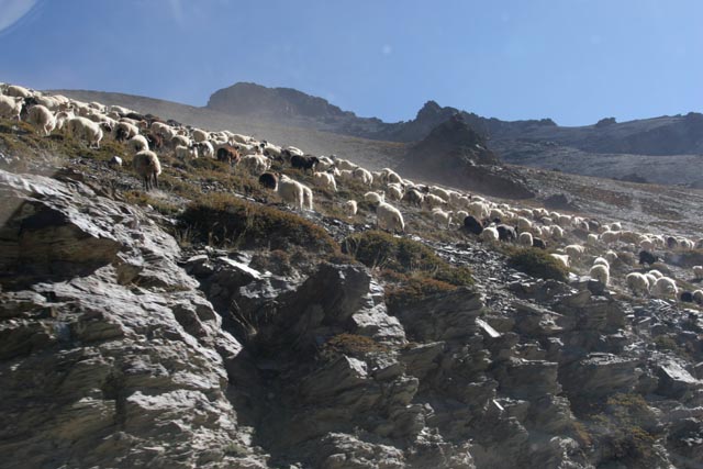 チベット／ンガリ（Ngari）の羊