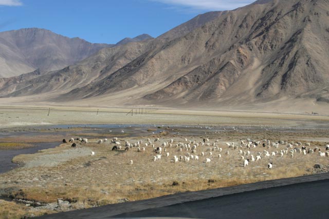 チベット／ドマル（Domar）で放牧の羊